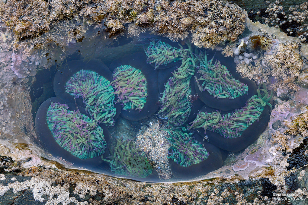 sea-anemones
