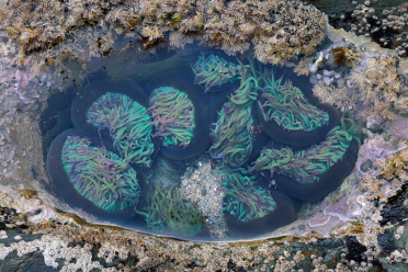 sea-anemones