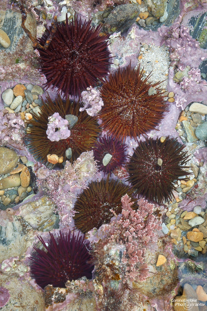 sea-urchins-spain