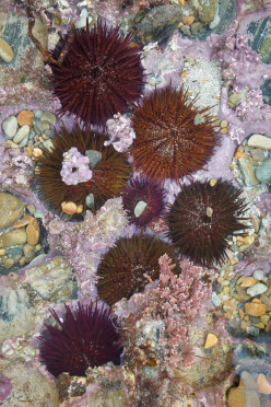 sea-urchins-spain