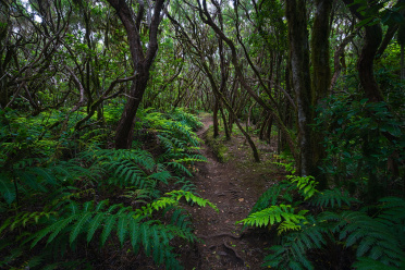 Bosque El Pijaral