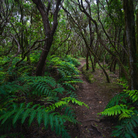 Bosque El Pijaral