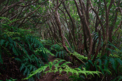 Fern assembly at the Laurisilva Forest