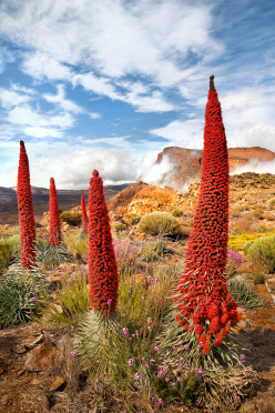 Blooming Tajinastes in Teide National Park