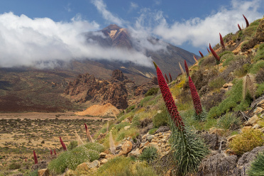 Tajinastes Rojos on the caldera ridge