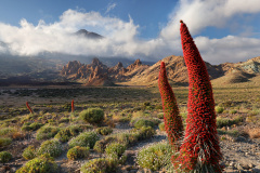  Tajinastes Rojos with El Teide in the background