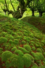 Bosque de Gorbea