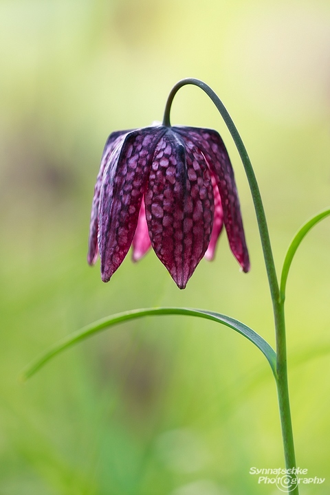 Glockenförmige Schachbrettblume