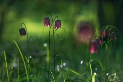 Hohe Schachbrettblumen