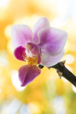 Orchidee Little Lady