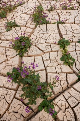 phacelia-in-mud