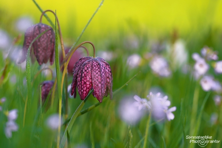 Blühende Schachtblumen auf einer Wiese