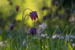Blühende Schachblumen auf einer Wiese
