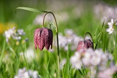 Schachbrettblume in der Wiese