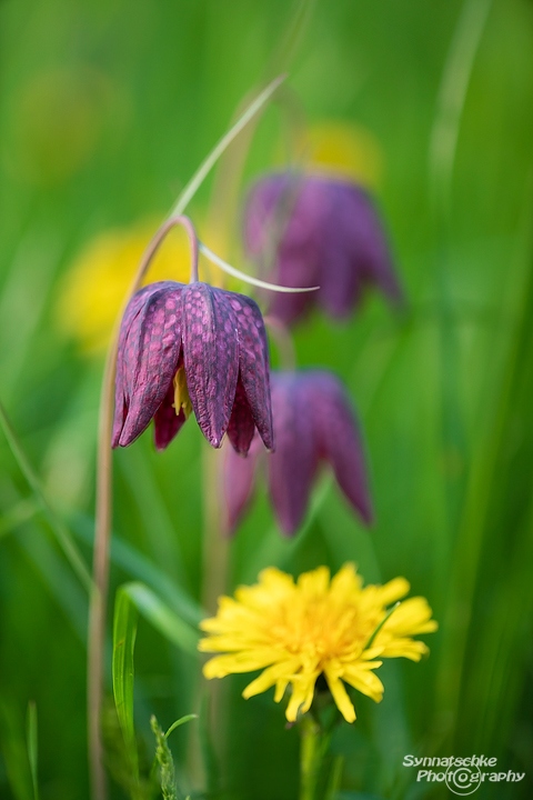 Schachbrettblume und Löwenzahn