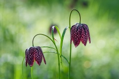 Schachbrettblume mit etwas Morgentau