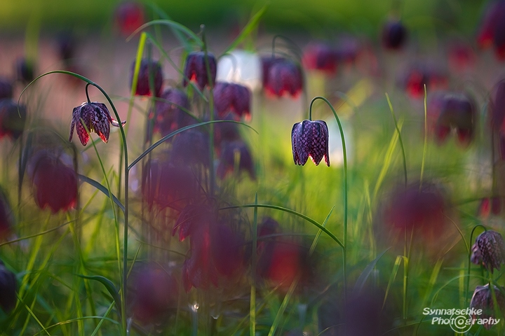 Wiese voller Schachbrettblumen