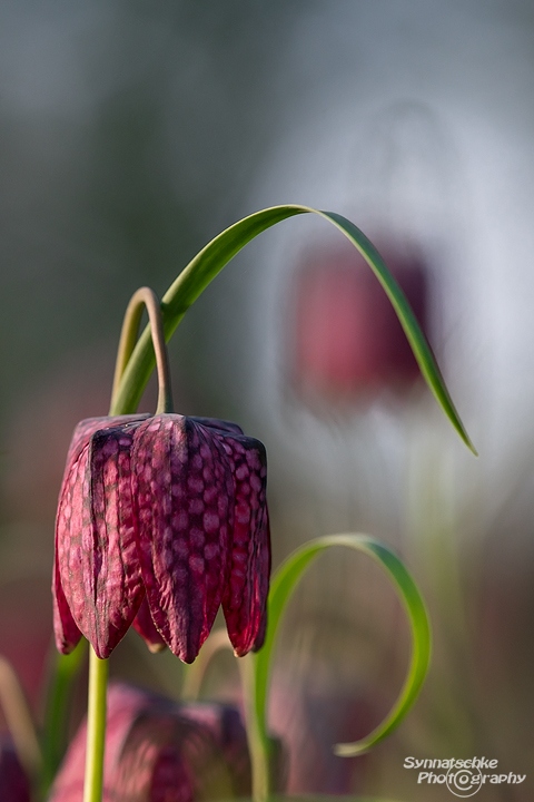 Lila Schachbrettblume