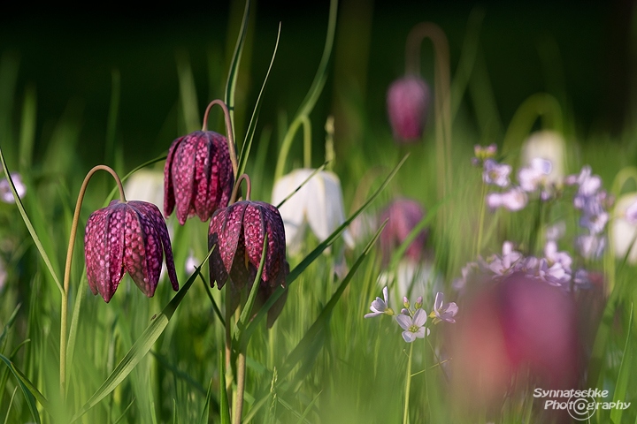 Schachbrettblumenwiese