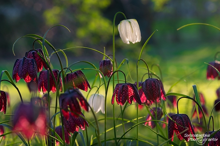 Weiße Schachbrettblume