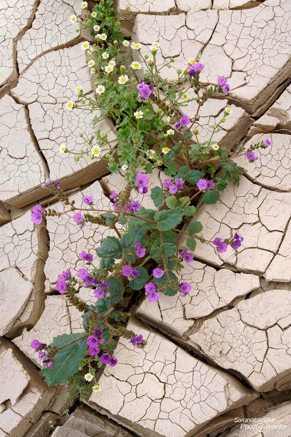 Wildflowers growing out of Cracked Mud