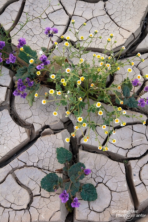 wildflowers-in-mud