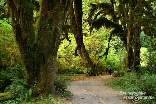 Hoh Rain Forest Trail - Olympic NP