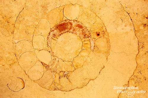 Ammonite