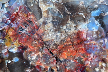 colorful-petrified-wood-1