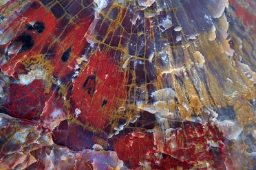 colorful-petrified-wood-4