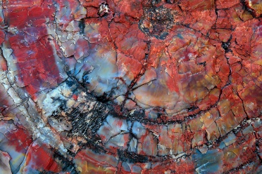 colorful-petrified-wood-6