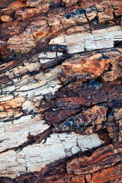 petrified-wood-15