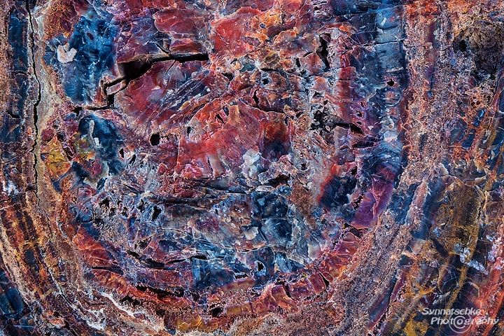 Petrified Wood 6