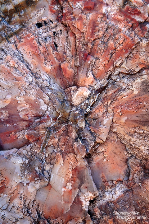 petrified-wood-8