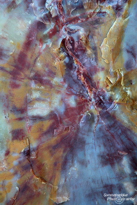 petrified-wood-9