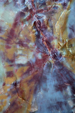 petrified-wood-9