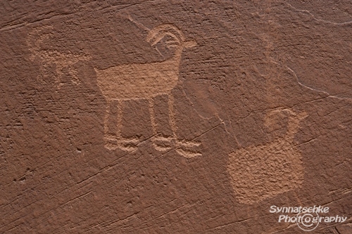 Bighorn Sheep Petroglyphs