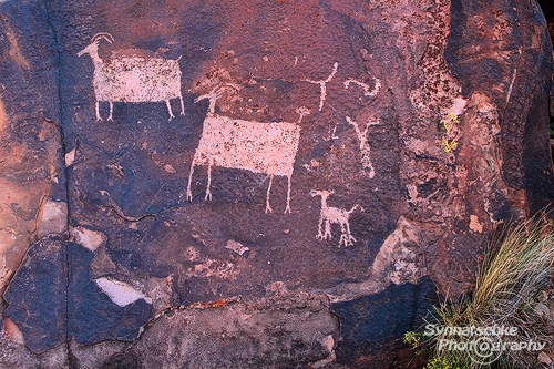 Bighorn Sheeps Petroglpyhs