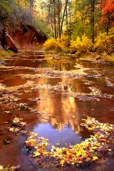 Fall Foliage at the West Fork of the Oak Creek