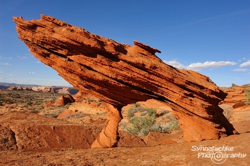 Shoe Arch