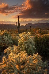 Chainfruit Cholla