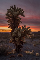 Cholla Sunset