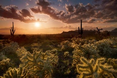 Jumping Chollas