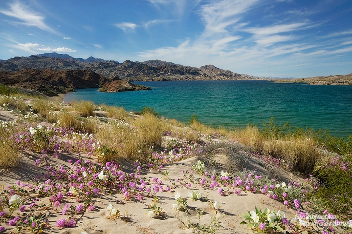 Wildflowers at Lake Mead