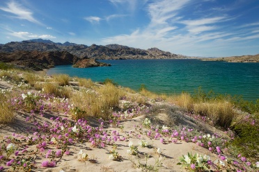 Wildflowers at Lake Mead