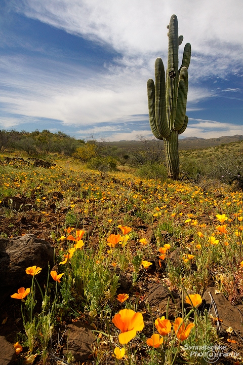 saguaro-and-poppies