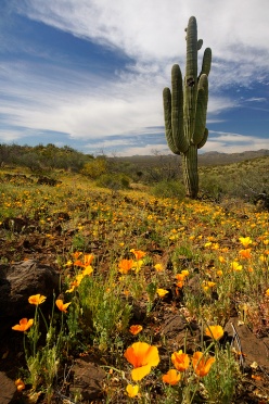 saguaro-and-poppies
