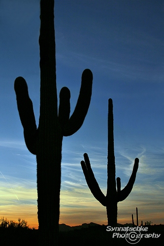Saguaros Phoenix Sunset