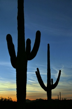 Saguaros Phoenix Sunset