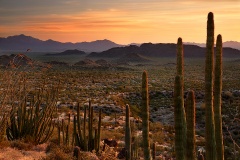 Sunset at Organ Pipe National Monument